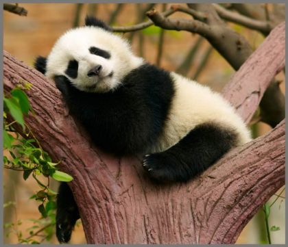 Ruční foto projektor mazlíčci