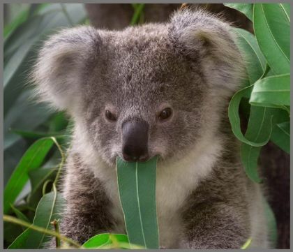 Ruční foto projektor mazlíčci