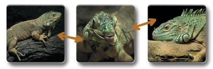 Pexetrio Loto-trio Zvířata v ZOO 2