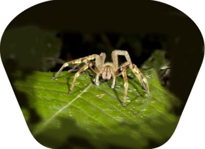 Ruční foto projektor - Nebezpečná zvířata