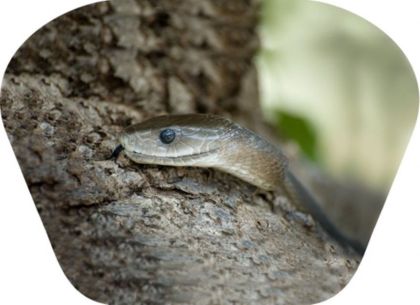 Ruční foto projektor - Nebezpečná zvířata