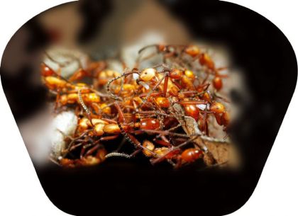 Ruční foto projektor - Nebezpečná zvířata