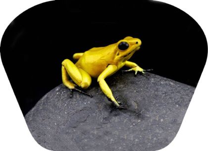 Ruční foto projektor - Nebezpečná zvířata