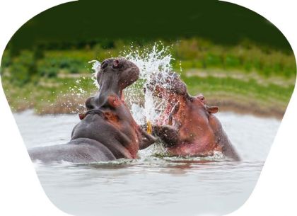 Ruční foto projektor - Nebezpečná zvířata