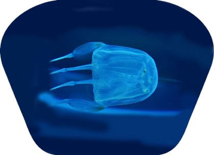 Ruční foto projektor - Nebezpečná zvířata