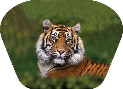 Ruční foto projektor - Nebezpečná zvířata