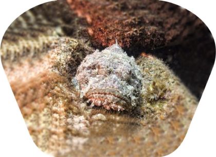 Ruční foto projektor - Nebezpečná zvířata