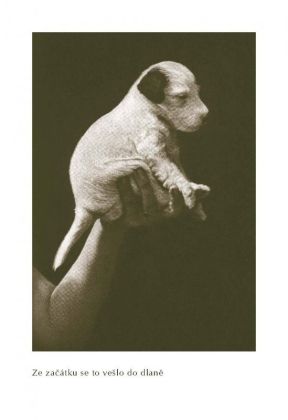 Dášeňka čili život štěněte - Karel Čapek
