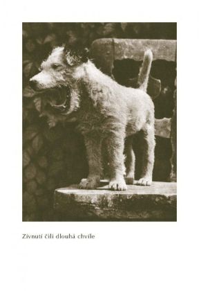 Dášeňka čili život štěněte - Karel Čapek