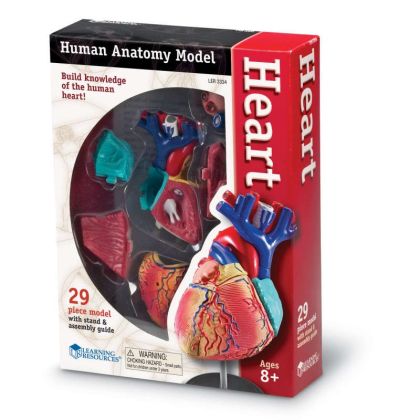 Anatomický model srdce