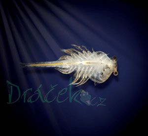 Aqua Dragons - vodní dráčci, Akvárium s LED osvětlením