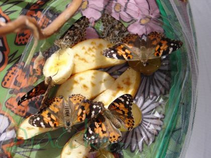 Vzdělávací přírodovědná sada Motýlí zahrádka (3-5 housenek)