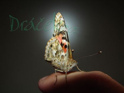 Vzdělávací přírodovědná sada Motýlí zahrádka (3-5 housenek)