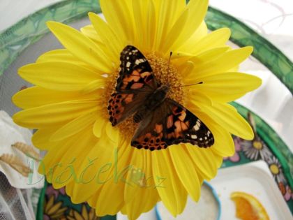 Vzdělávací přírodovědná sada Motýlí zahrádka (3-5 housenek)