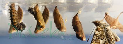 Vzdělávací přírodovědná sada Motýlí zahrádka (3-5 housenek)