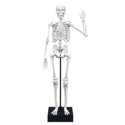 BUKI Velká lidská kostra 45 cm