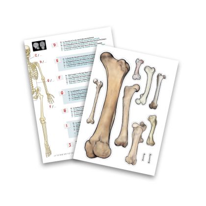 BUKI Velká lidská kostra 45 cm