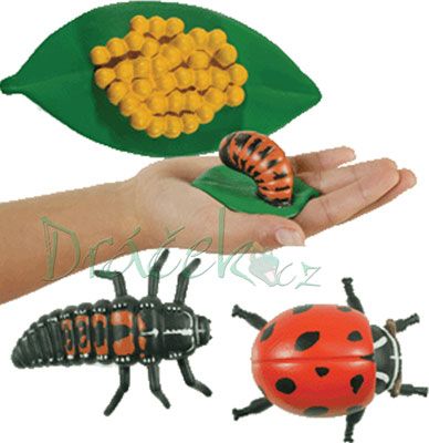 Vzdělávací sada Životní cyklus - Beruška