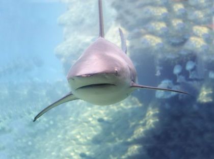 Ruční fotoprojektor mořská stvoření