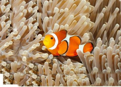 Ruční fotoprojektor mořská stvoření