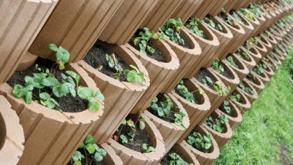 CSB TVÁRNICE TIESTO Javor (paleta 12 ks)