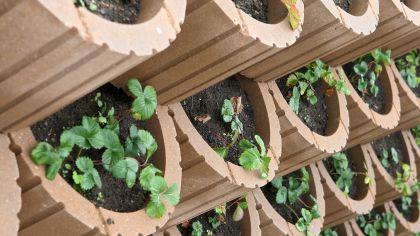 CSB TIESTO malé FS04 Javor (paleta 60 ks)