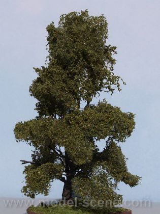 OL072 Olša dvojitá 65-80 mm