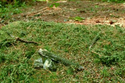 F602 Lesný základ, skoré leto