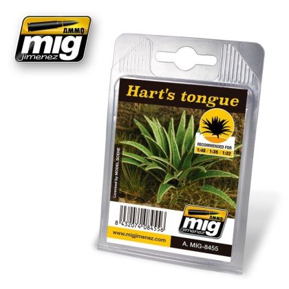 HART'S TONGUE