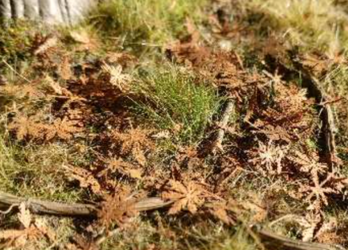 Kaštan listy tlející 1:35