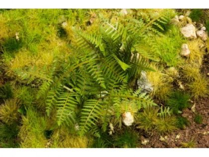 Kapradí hasivka 1:45 / 1:48.