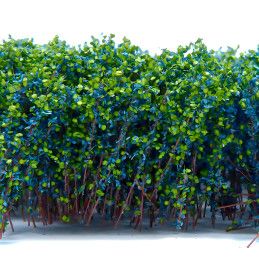 Tall Shrubbery - Blue Green