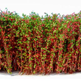 Tall Shrubbery - Red Green