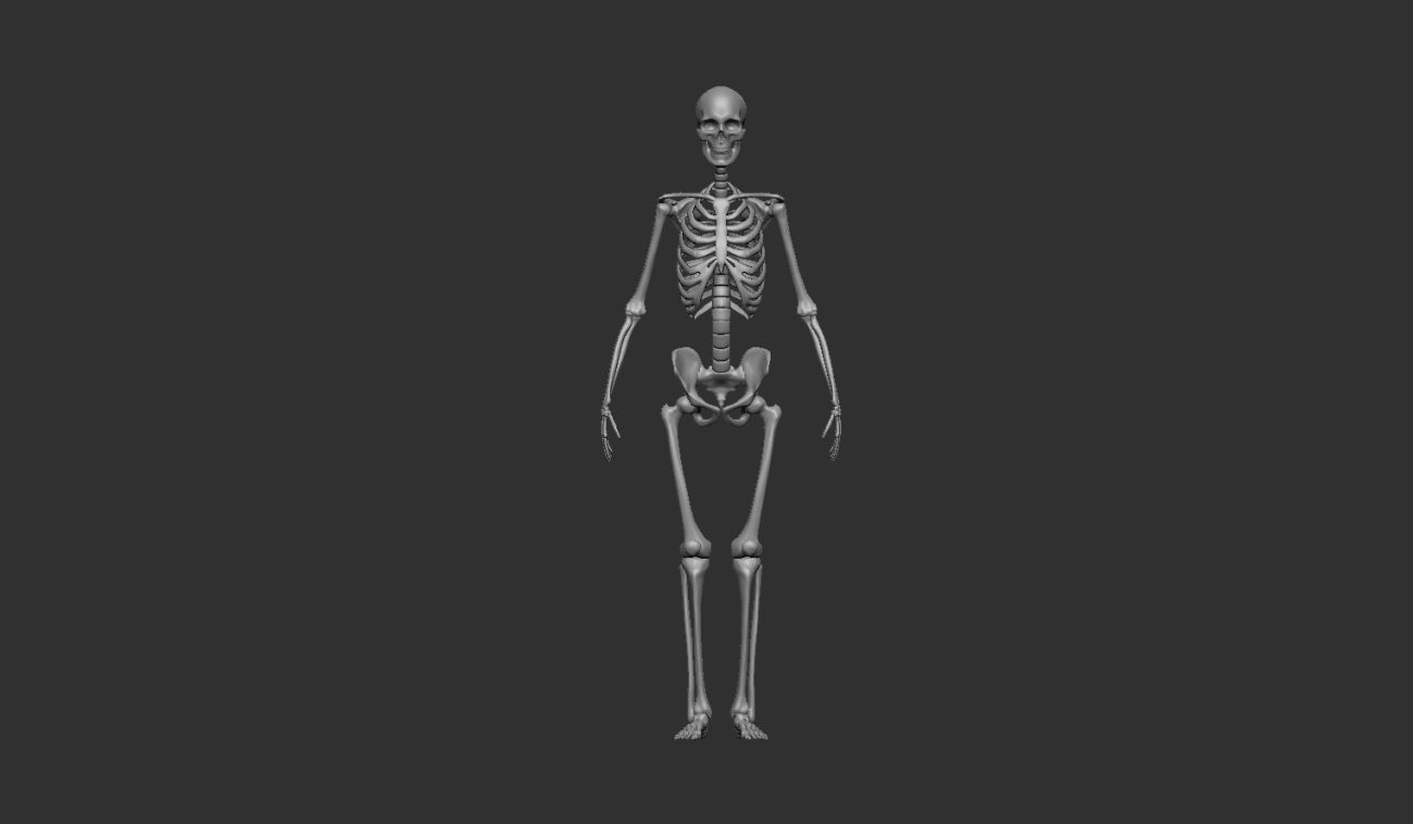 1:16 Human skeleton (male) 