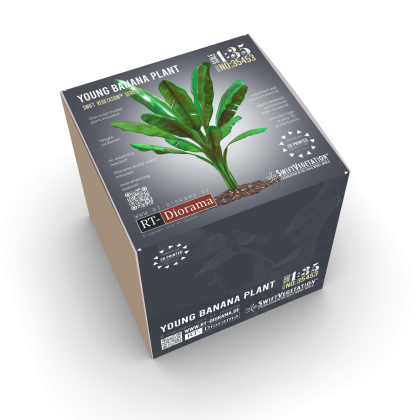 1:35 Young Banana Plant