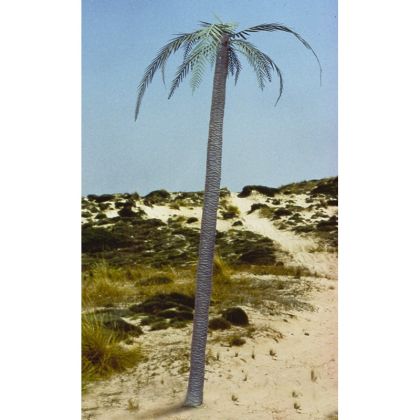 1:35 Palm tree