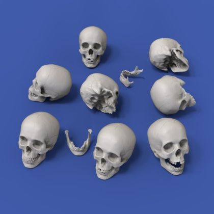 54mm Skulls