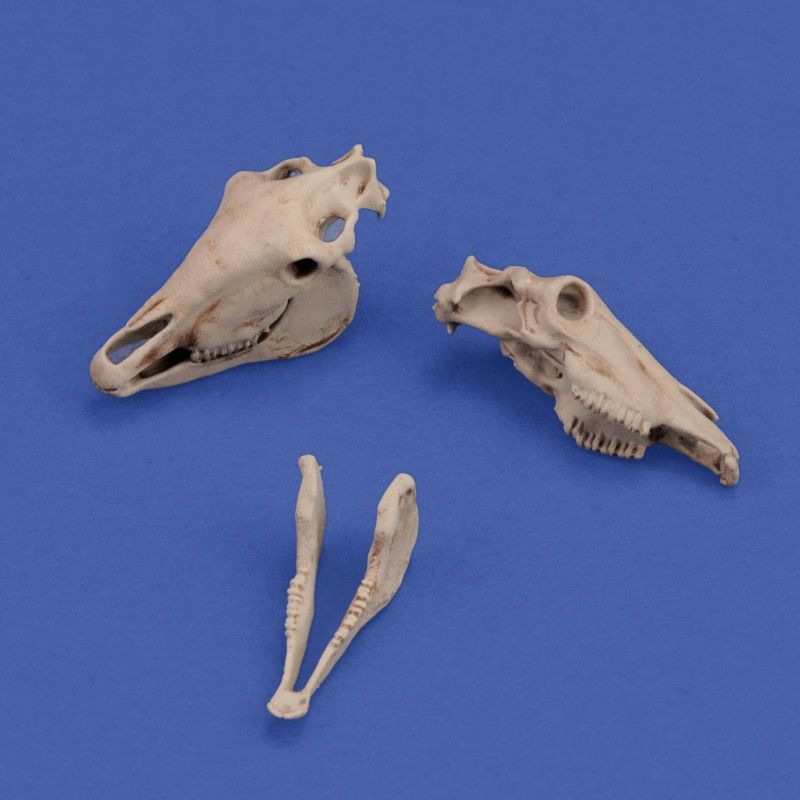 1:35 Horse skulls 