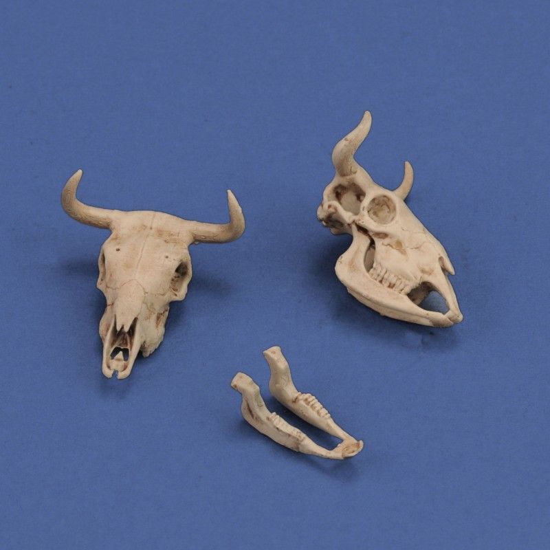 1:35 Cow skulls