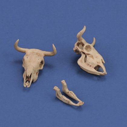 1:35 Cow skulls