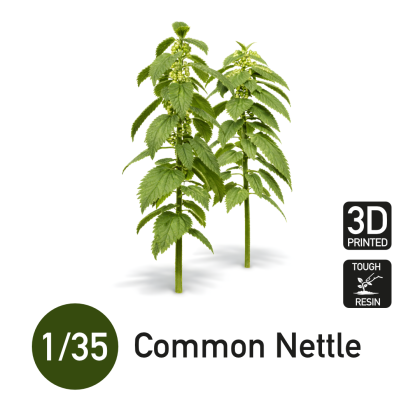 1:35 Common Nettle