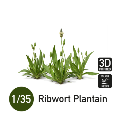 1:35 Ribwort Plantain
