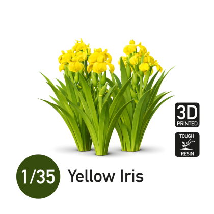 1:35 Yellow Iris