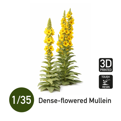 1:35 Dense-flowered Mullein