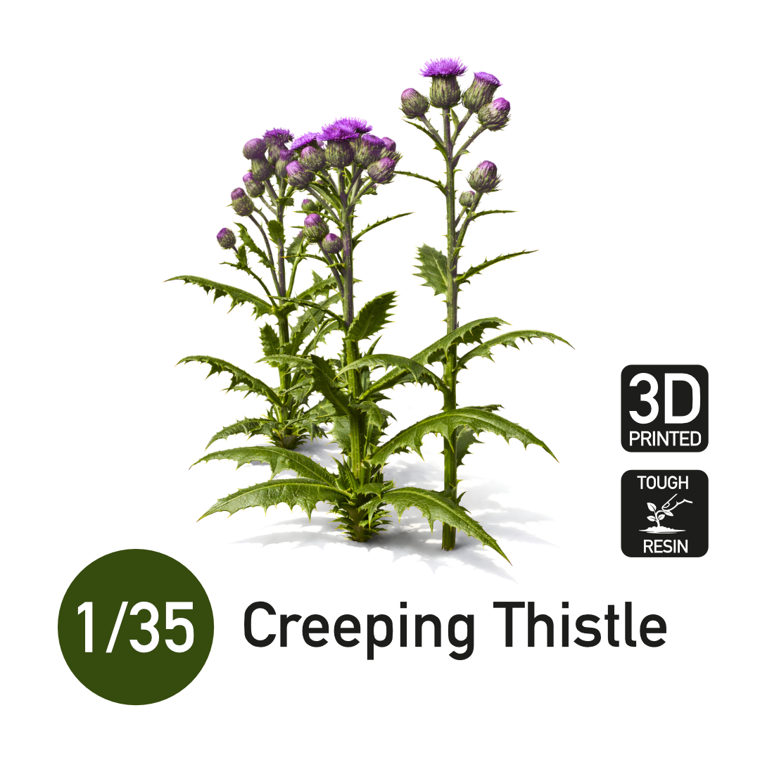1:35 Creeping Thistle
