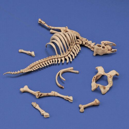 1:35 Cow Skeleton No.3 (3D-Printed)