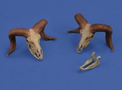 1:35 Mufflon Skulls (3D-Printed)