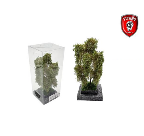 Birch Summer (12 - 16 cm)