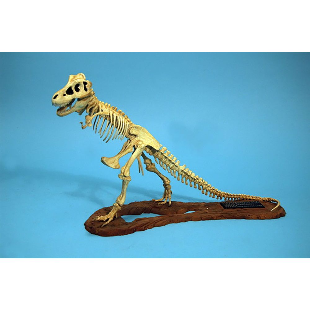 1:24 Tyrannosaurus Skeleton Model