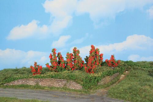 Rose Bushes 3-6 cm / 6 pc